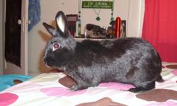 "Hopscotch" is a wonderful 2 year old all black bunny. He behaves very well around others and loves to interact with children. Hopscotch enjoys playing out of his cage and likes to lay with others. He is also potty trained and will only go to the bathroom