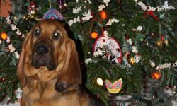 Beautiful AKC Black and tan 9 month old Bloodhound needs a good home. Very smart and has been tested for tracking and passed with flying colors. We dont have room for him to run ouside where we live. These pictures are from christmas but he looks the same