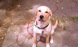Buddy is a one year old English yellow lab he's very energetic play full smart and great temperament. He is registered with AKC. Since its his first time I am not charging stud fee just want a pick out of the liter. I'f interested email me or text me at