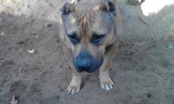 Mommy needs a good home. I'm moving and can't take her with. She is a great pit.....call me if u are interested .....--