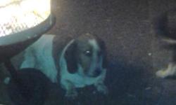 Free beagle mix. Good with kids and other pets, great guard dog. Needs a fenced in yard.