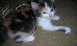I have an adorable calico kitten that I need to find a home for. I believe she is between 7-8 weeks. I came home one day a couple of weeks ago and found her wandering around in my yard. I took her in because I thought she was too small to keep wandering