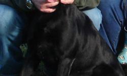 I have a 2 1/2 year old male black lab that needs a good home. He is great with kids.Listens well. Has been trained to play ball and a few obedience commands. His things will go with him.. I live in Smith River Ca... Please call if interested... We just