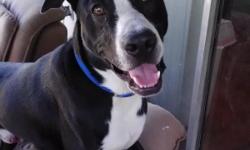 Free boarder collie / great dane mix. &nbsp;Sheldon is 11 months old and is black with white stripes. &nbsp;he his house trained and knows basic commands. &nbsp;he has all of his shots and rabbies shot. &nbsp;He went to the VCA on nacagdoches in San
