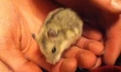 I have 11 campbell hamsters free to loving homes.
The oldest that are ready to go were born 9 weeks ago.
1 male, and 4 female.
The youngest that are ready to go were born 6-7 weeks ago.
6 male, and 1 female.
These hamsters are very sociable and love to be