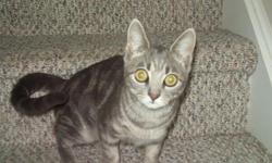 Free female cat, 7 months old, spayed and up to date on shots. Grey/cream with tabby markings. New Milford, CT area.