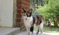 This adorable cat, named Daisy, would make a GREAT pet for any family! She is a little timid when she first meets people, but QUICKLY becomes an outgoing, loving pet! She is not high maintenance and just wants a little bit of attention. Very sweet cat!!