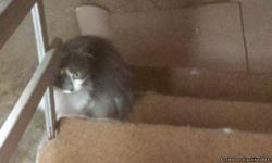 We have three cats that are all 4-5 years old. The first one, Wendy is gray and white, fully clawed and was rescued from a shelter three years ago. She is a wonderful cat, a great mouser and very friendly. The second cat is a full blood Persion named