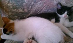 Beautiful babies from loving kitty family to good homes only. Black and white male and white with calico head female.