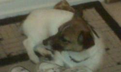 2 year old female Jack Russel, not fixed, good with kids,house trained, must be on leash or fenced yard