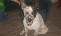 Blue Heeler/Mix 10 month old very intelligent. friendly with cats, dogs,birds a bunny, an kids he needs a little room to play an he needs someone who will take him some were to run he likes alot of attention,an Blue heeler's are know for there loyaltie to
