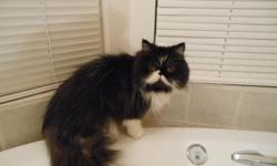 Her name is Shelby and she is a beautiful Black and White Persian cat. Friendly, loving, 100% litter boxed trained, up to date on shots and worming. She has all four paws declawed-she will need to be a indoor kitty only. I would like her to go to a home