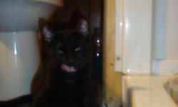 she is a fat black cat and fixed loving kittens4free@ymail.com