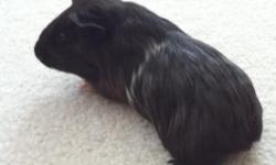 We have 2 very cute Guinea Pig girls, Oreo (black) and Lumpie (brown).
Turned out that I am allergic to Guinea Pigs and are therefore looking for a good home for them.
We do not charge anything for them, the cage or the supplies BUT want to be sure
that