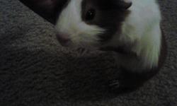 One&nbsp;5 week old male guinea pig and his mother are free to a good home(s). I currently have 4 guineas pigs in a small apartment and not able to continue to care for all. Mom is piggie with the part in her fur. Both are brown & white.
