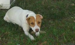 i year old Jack Russell free to a good home call 410-829-8034 or 410-310-1975