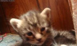 free kittens asap kittens4free@ymail.com located columbus ohio