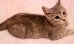 Ready to a good home. Gray and brown striped tabbies. Very lovable.