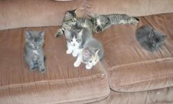 Born Mar 31,2011. We have currently, at posting, 5 kittens available for a nice home. We have 2 grey, 1 tiger and 2 multi colored kittens. Very people friendly.
Mom cat available as well since we already have 2 of our own. Mom cat is a stray that was