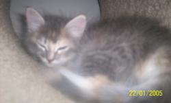 we have 4 beautiful kittens. two boys two girls. they were born on July 8th 2011. they are all different colors,gray with white dots(female), black and white(male), Garfield look alike(male), n a grayish calico(female). the mother is a calico and the