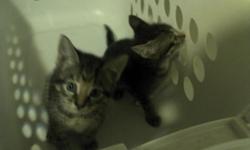 We have two seven week old kittens to give away to good home!