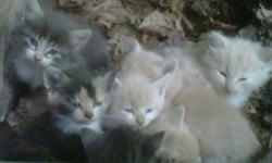 Free kittens in need of good loving home. 3 months old and very loving. Grey, orange and orange and white kittens availibe.