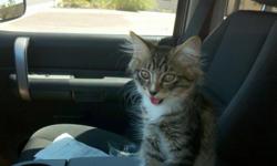 Located in Surprise two FREE KITTENS. Very cute. Please call 6028280567