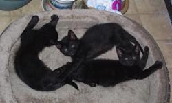 We unexpectedly had a litter of kittens. They were born on March 24, 2011. They are currently 7 weeks and 3 days old. This is the perfect time to adopt a cute little black kitten.
These kitties are special for the following reasons:
1. They have been