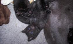 Free kittens! All are a black. Two females and one male left. Six weeks old, litter trained and weaned.