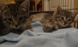Two adorable Female Tabby kittens available now. &nbsp; &nbsp;