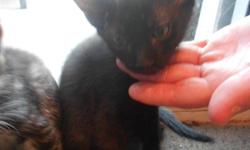 Only 2 kitties left!
Ready to go, to great families and homes! Litter box trained and crate trained!
Very sociable and friendly!
Born - July 7, 2011 (8 weeks old)
2 males - all black - Great Halloween kitties!