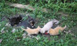 Very loving friendly kittens. Some are long hair some are short hair. Only have 5 to choose from.
Please call to see in Albany, Indiana. 765-717-1025