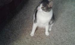 2 year old cat Spayed and declawed current on shots Needs a loving home