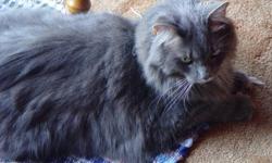 7 YEAR OLD MAINE COOK CAT WITH BEAUTIFUL LONG GRAY COAT. Moving and cannot take him, I hate to see Oliver go to the pound