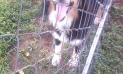 free 2 yr old tri color australian sheperd very friendly dog please contact me by text are call -- thanks
&nbsp;