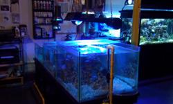 I have 300 gallons of reef that is up and running. The fish are all in need of copper treatment. Although they do not show signs of sickness, the clown does. If you are able to set up a quarantine tank and treat these fish - you will have very nice fish