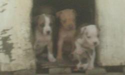 we have two female pit puppies left. th-ey are free to good home. have had first shots and wormer. -located in cameron. for info please call 918-385-2296 or 918-654-3608 one is brown and white and the other is light tan. very sweet puppies, make great