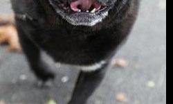 male, fun-loving pug free to a good home. &nbsp;Unable to care for "Sparky", 10 year old, black pug, has been a great companion.