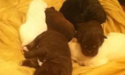 I have 9 lab/pit puppies free to good loving homes..4 females, 5 males..colors range from chocalate lab mix, yellow lab mix, black n white, and a couple brindle pit looking puppies...call me for more info at 616-724-0491..ask for Amy