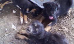 We have 2 males and 6 females they are a mix. The momma looks like a Australia shepherd mix. With blue eyes. The puppies some look wirey hair and some smooth. Some are colored like a Rottweiler. Super sweet and cute. But have to go!!! The momma was a