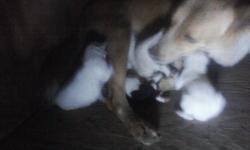 5 white 2black and white born tonight call ask for felicia at -- in bartlesville oklahoma