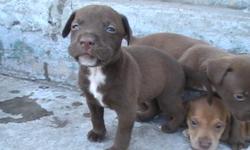 I have 5 chocolate lab and pit bull mixed puppys that need good homes. All 5 of them are males, 3 of the puppys are chocolate and 2 of them are tan. They are a little bigger now than in the pictures I have posted.