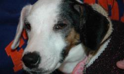 Wonderful, loving, snuggly Jack Russell female ready for her Retirement home. Sweet girl that loves to snuggle and nap with her special people. She is crate trained, knows tricks (when she wants to perform them), knows English and German commands, but is