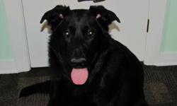 We find ourselves in an unfortunate position. We had to move back to Ohio from Alaska to attend to a very serious health condition. We are not able to keep our shepherd here because my sister is unable to deal with having such a large dog in her home. She
