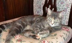 We are looking for a good home for our beautiful cat. Her name is ?Bella? which means beautiful.&nbsp; She is front-declawed, playful, very sweet and litter box trained. She is 3 years old, but is small and looks like a kitten ? and did I say very