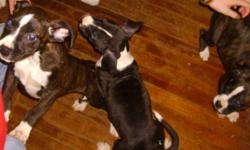 American Staffordshire Terrier/Boxer pups. 12 wks old. Will be approx. 35-45 lbs. & 16-20 in. shoulder height. Good family dogs. Located in Hopkins, MO
call Shantel evenings or leave a msg. to be returned in evening hrs.@ (561)688-3411