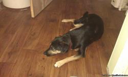 2 year old black lab/german shepard mix....female spayed with all shots up to date. Sweet natured and great with kids. She is house trained and knows a few simple commands. Love her to death but moving where I can't have pets. If you are looking for a