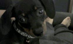 7MO FEMALE CHIC/DASH MIX. NEEDS NEW HOME ASAP . SON DELEVOPED ALLERGY SO PUPPY HAS TO GO.