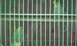 Two nice, healthy parakeets, one year old. One blue and one grey. Kid's allergies force us to find them a new home.