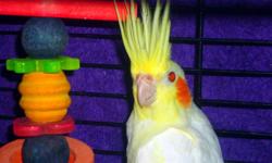 5 yellow Cockatiels
Talk
Cage not included
Call for more info
520 616-7016
520 903-4486